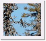 Pajusirkku_ reed bunting * 1074 x 950 * (1.09MB)